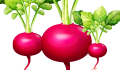 فجل حبة
