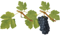 دوالي حبة