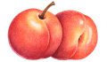 شرحة دراق