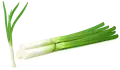 بصل اخضر