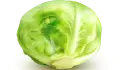 ملفوف