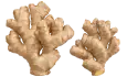 زنجبيل