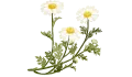 بابونج