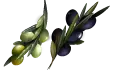 زيتون