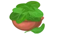 ملوخية حبة