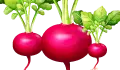 فجل حبة
