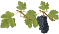 دوالي حبة