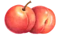 شرحة دراق