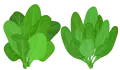 سبانخ حبة