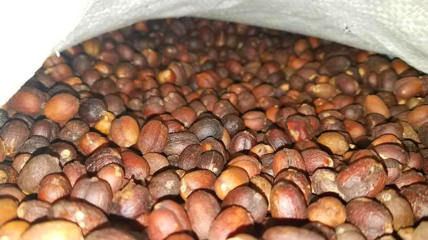 بن بلدي حبوب مع القشر - جفل