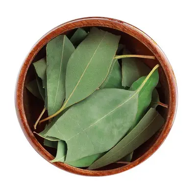 ورق الكافور