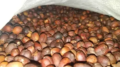 بن بلدي حبوب مع القشر - جفل