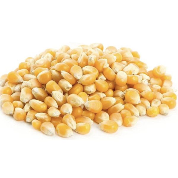 ذرة اسبول - عطار