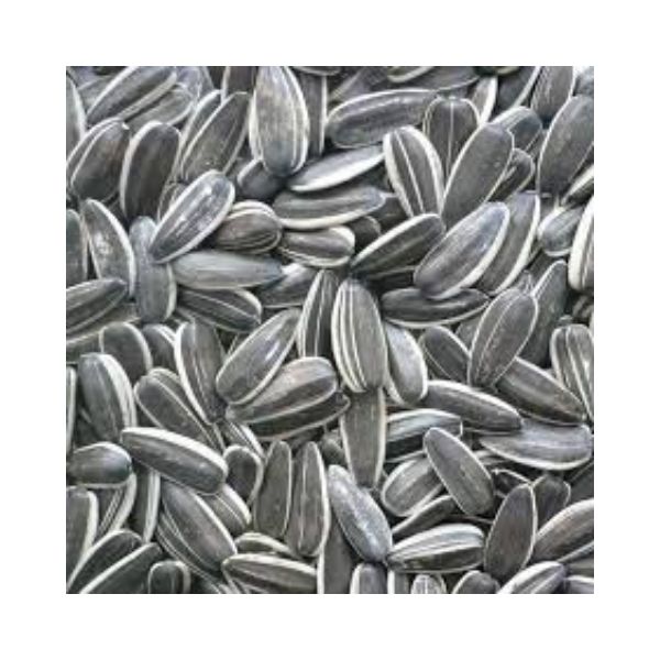 زريعة جامبو سوداء - عطار