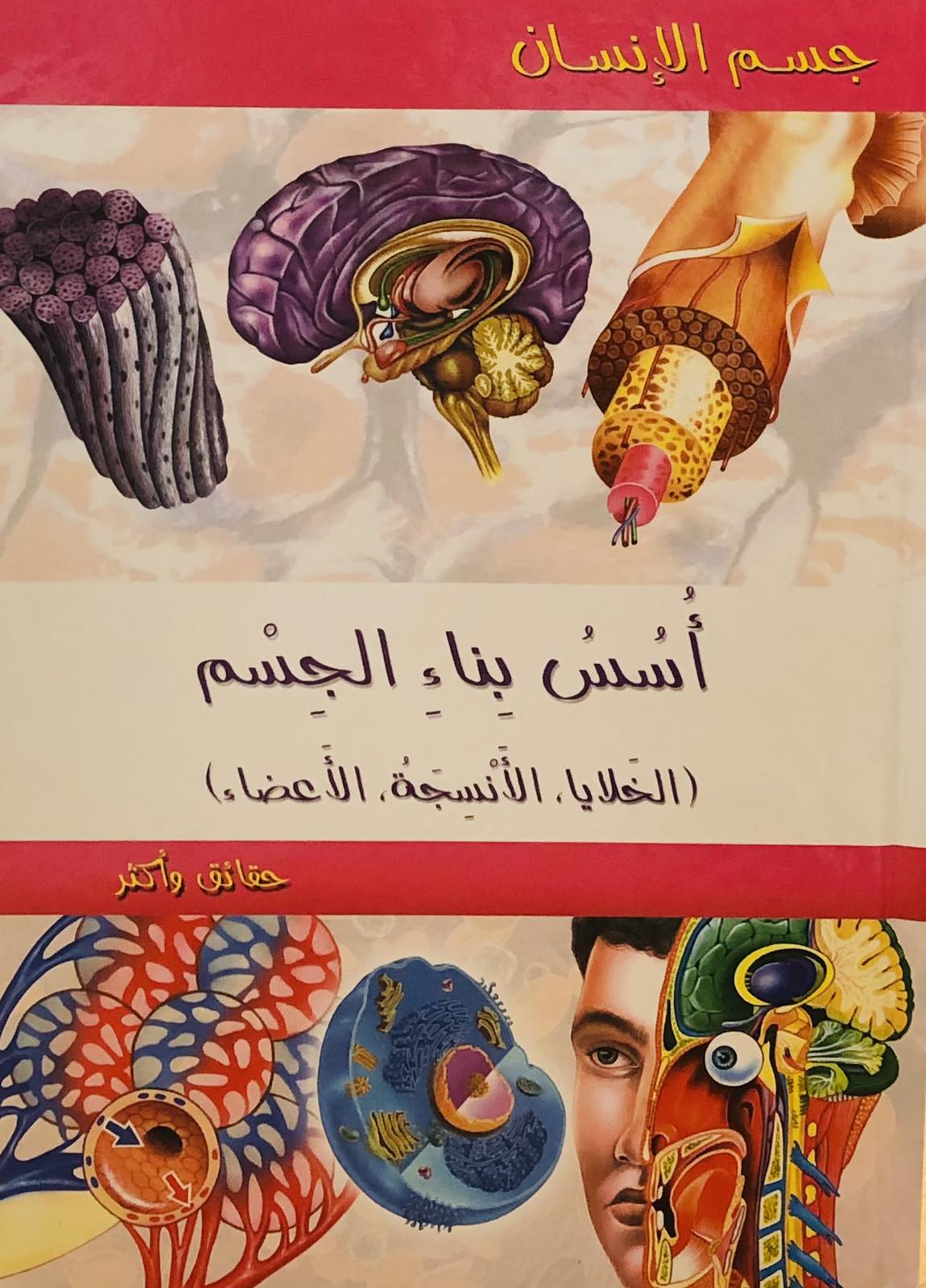 اسس بناء الجسم - موسوعة جسم الانسان