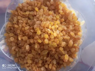 كشميش 7كم زةرد